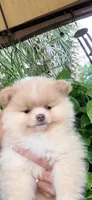 Peaches , a female Pomeranian for sale in Port Charlotte, FL – 5 of 6
