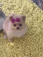 Peaches , a female Pomeranian for sale in Port Charlotte, FL – 3 of 6