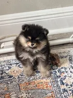 Pepper , a female Pomeranian for sale in Port Charlotte, FL – 3 of 3