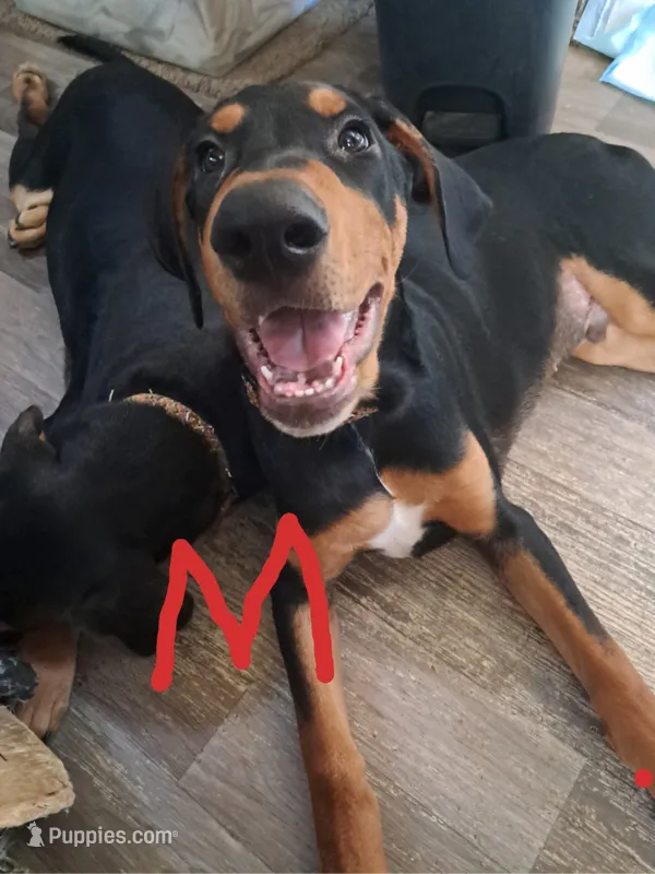 Tripower – Belgian Malinois, Doberman Pinscher puppy for sale in Escondido, CA