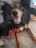 Tripower, a male Belgian Malinois and Doberman Pinscher for sale in Escondido, CA – 1 of 1