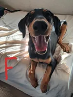 Rosie, a female Belgian Malinois and Doberman Pinscher for sale in Escondido, CA – 1 of 1
