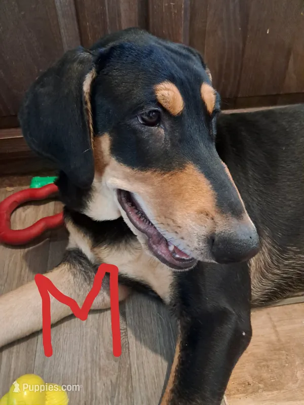 Velvet – Belgian Malinois, Doberman Pinscher puppy for sale in Escondido, CA