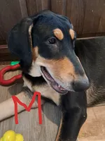 Velvet, a male Belgian Malinois and Doberman Pinscher for sale in Escondido, CA – 1 of 1