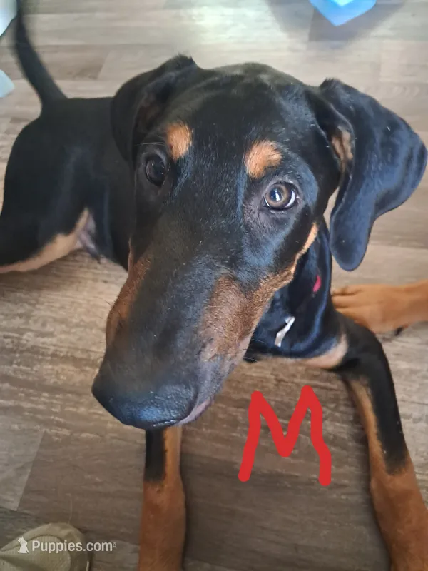 DK or dark night – Belgian Malinois, Doberman Pinscher puppy for sale in Escondido, CA