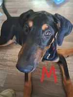 DK or dark night, a male Belgian Malinois and Doberman Pinscher for sale in Escondido, CA – 1 of 1