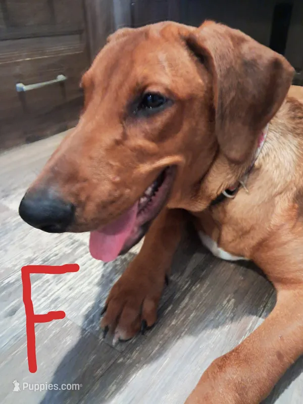 Brownie – Belgian Malinois, Doberman Pinscher puppy for sale in Escondido, CA