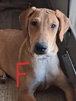 Blondie, a female Belgian Malinois and Doberman Pinscher for sale in Escondido, CA – 1 of 2