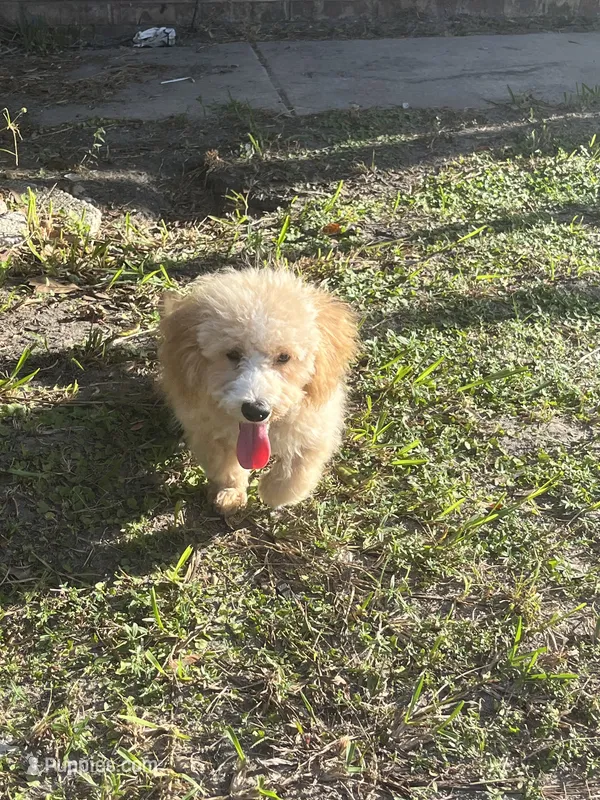 Maltipoo – Maltipoo puppy for sale in Jacksonville, FL