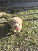 Maltipoo, a male Maltipoo for sale in Jacksonville, FL – 1 of 2