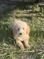 Maltipoo, a male Maltipoo for sale in Jacksonville, FL – 2 of 2