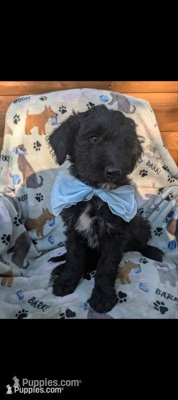 Border Doodle male #4 – Bordoodle puppy for sale in Pierceton, IN