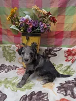 Border Doodle male #2, a male Bordoodle for sale in Pierceton, IN – 6 of 8