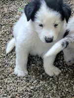 Border Collie male #3, a male Border Collie for sale in Pierceton, IN – 2 of 5