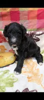 Border Doodle male #3, a male Bordoodle for sale in Pierceton, IN – 3 of 3