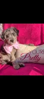 Border Doodle Female, a female Bordoodle for sale in Pierceton, IN – 6 of 10