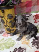 Border Doodle male #2, a male Bordoodle for sale in Pierceton, IN – 2 of 8