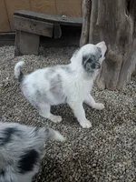Border Collie female #1, a female Border Collie for sale in Pierceton, IN – 9 of 10