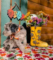 Border Doodle Female, a female Bordoodle for sale in Pierceton, IN – 5 of 10