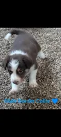 Border Collie male #2, a male Border Collie for sale in Pierceton, IN – 7 of 8