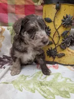 Border Doodle male #1, a male Bordoodle for sale in Pierceton, IN – 5 of 8