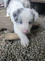 Border Collie female #1, a female Border Collie for sale in Pierceton, IN – 2 of 10