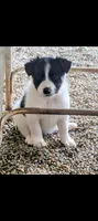 Border Collie female #2, a female Border Collie for sale in Pierceton, IN – 3 of 5