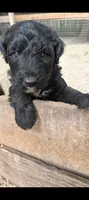 Border Doodle male #4, a male Bordoodle for sale in Pierceton, IN – 4 of 5