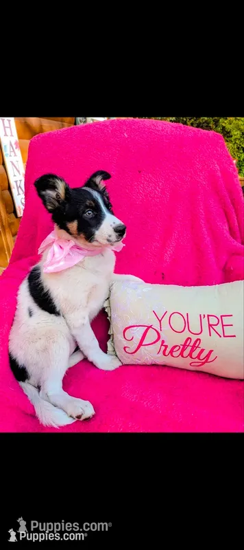 Border Collie female #2 – Border Collie puppy for sale in Pierceton, IN