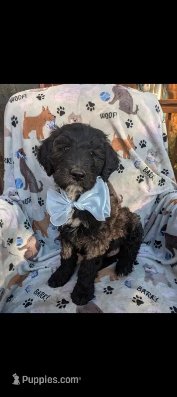 Border Doodle male #5 – Bordoodle puppy for sale in Pierceton, IN