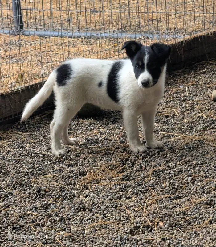 Border Collie female #2 – Border Collie puppy for sale in Pierceton, IN