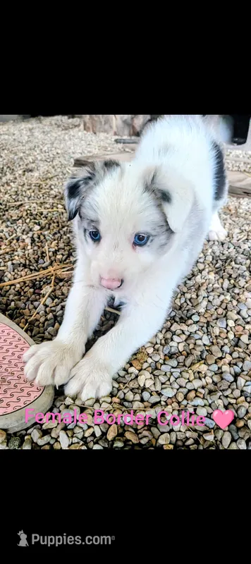 Border Collie female #1 – Border Collie puppy for sale in Pierceton, IN