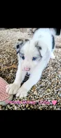 Border Collie female #1, a female Border Collie for sale in Pierceton, IN – 1 of 10