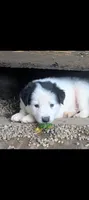 Border Collie male #3, a male Border Collie for sale in Pierceton, IN – 4 of 5