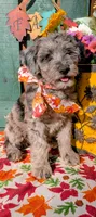 Border Doodle Female, a female Bordoodle for sale in Pierceton, IN – 4 of 10
