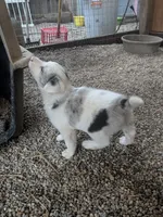 Border Collie female #1, a female Border Collie for sale in Pierceton, IN – 8 of 10