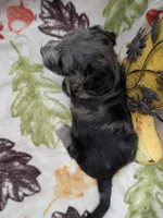 Border Doodle male #2, a male Bordoodle for sale in Pierceton, IN – 7 of 8