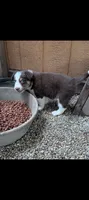Border Collie male #2, a male Border Collie for sale in Pierceton, IN – 2 of 8