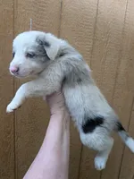Border Collie female #1, a female Border Collie for sale in Pierceton, IN – 6 of 10