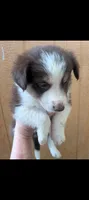 Border Collie male #2, a male Border Collie for sale in Pierceton, IN – 4 of 8