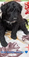 Border Doodle male #5, a male Bordoodle for sale in Pierceton, IN – 3 of 3