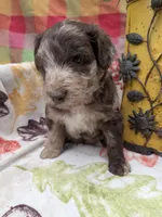 Border Doodle male #1, a male Bordoodle for sale in Pierceton, IN – 3 of 8