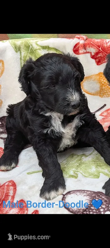 Border Doodle male #3 – Bordoodle puppy for sale in Pierceton, IN