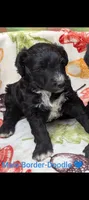 Border Doodle male #3, a male Bordoodle for sale in Pierceton, IN – 1 of 3