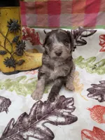 Border Doodle male #1, a male Bordoodle for sale in Pierceton, IN – 7 of 8
