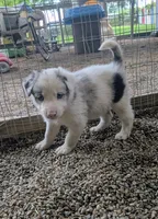Border Collie female #1, a female Border Collie for sale in Pierceton, IN – 10 of 10