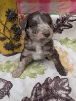 Border Doodle male #1, a male Bordoodle for sale in Pierceton, IN – 2 of 8