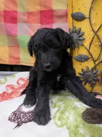 Border Doodle female #2, a female Bordoodle for sale in Pierceton, IN – 2 of 3
