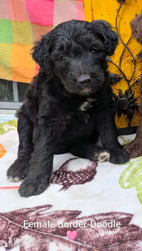 Border Doodle male #5 – Bordoodle puppy for sale in Pierceton, IN