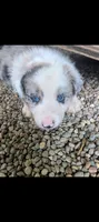 Border Collie male #1, a male Border Collie for sale in Pierceton, IN – 3 of 5